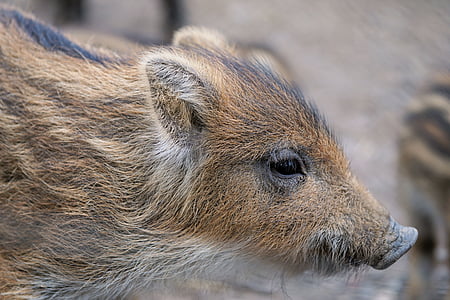 brown and black 4-legged animal in closeup photography thumbnail