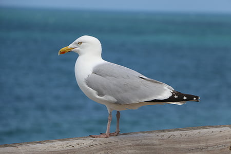 white seagull on brown wooden surface thumbnail