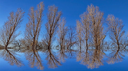 bare trees on body of water during daytime thumbnail
