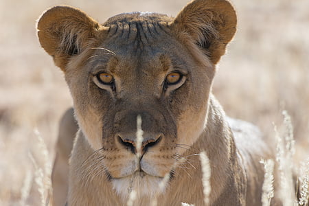selective focus photography of lioness thumbnail