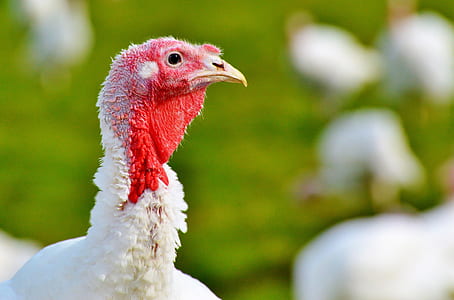 white hen thumbnail