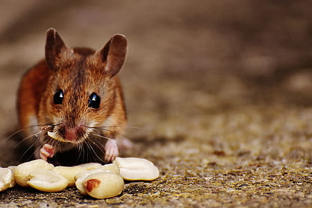brown rat eating nuts thumbnail