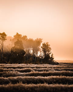 sepia photo of trees and grass fields thumbnail