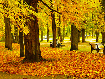 person sitting bench near trees thumbnail