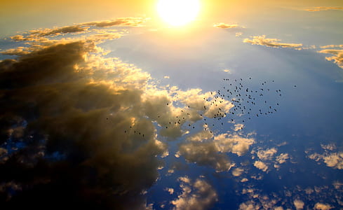 aerial photography of flock of birds flying during daytime thumbnail