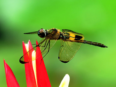 closeup photography of Dragonfly thumbnail