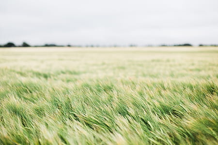 green grass field during daytime thumbnail