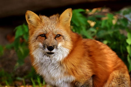 white and brown fox thumbnail
