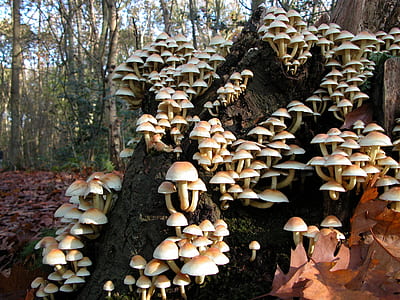 tree full of mushrooms thumbnail