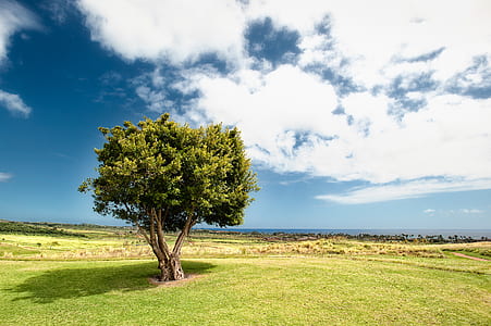 photo of tree during daytime thumbnail