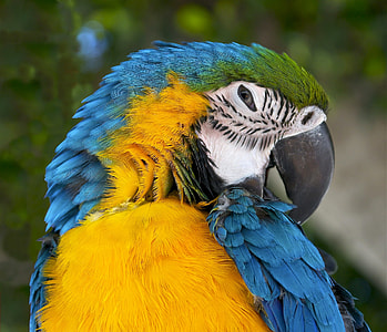 Ara Ararauna, Blue-And-Yellow Macaw thumbnail