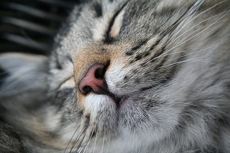 brown and gray cat thumbnail
