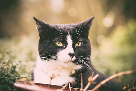 selective focus photography of cat lying on grass thumbnail