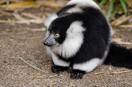 Black and White Lemur on Top of Brown Surface thumbnail