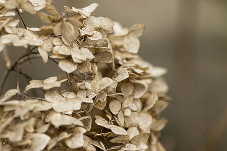 selective focus photo of white leaves thumbnail