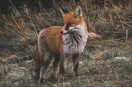 fox on grass during daytime thumbnail