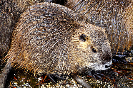 brown beaver thumbnail