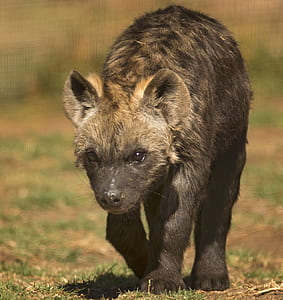 brown animal walking on ground thumbnail
