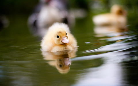 duckling in the pond thumbnail