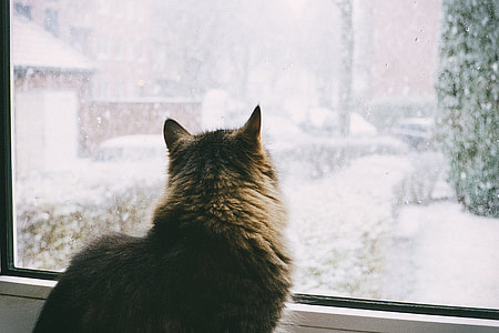 brown cat looking through window thumbnail