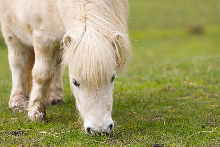 white pony thumbnail