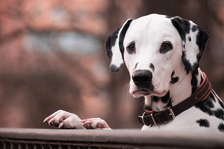 white dalmatian dog thumbnail