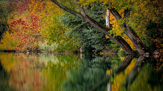 calm lake on forest thumbnail