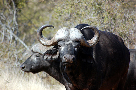 two black buffaloes near trees thumbnail
