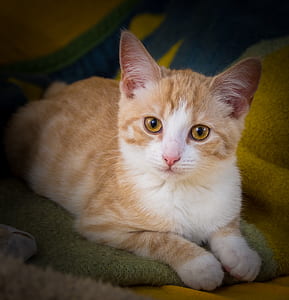 white and orange cat lying on beige and green cloth thumbnail