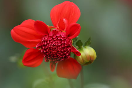 Selective Focus Photography of Red Petaled Flower thumbnail
