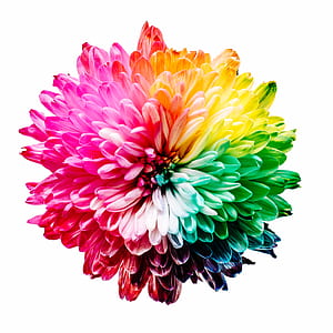 pink, yellow, and green daisy flower thumbnail