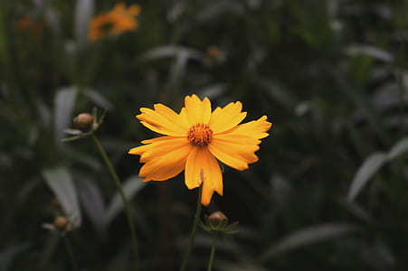 shallow focus photography of yellow flower thumbnail