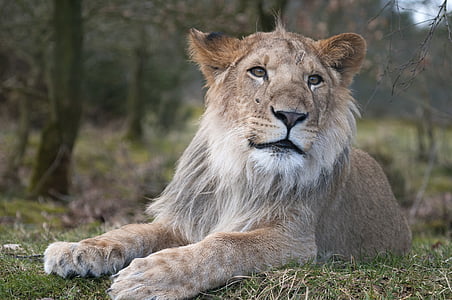 shallow focus photography of lioness during daytime thumbnail