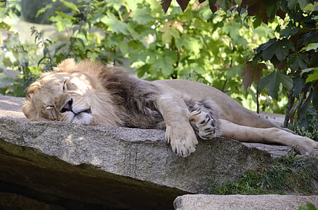 lion lying on gray concrete near tree thumbnail