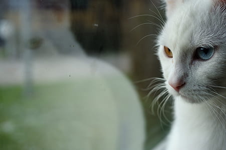 odd-eye white cat closeup photography thumbnail
