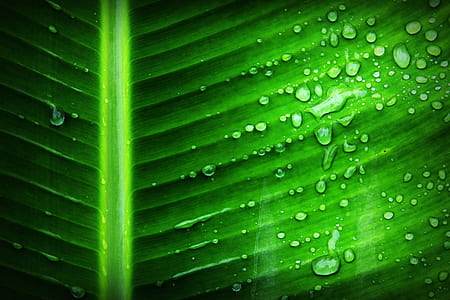 selective focus photography of dew on green leaf at daytime thumbnail
