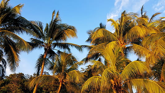 Coconut Trees thumbnail