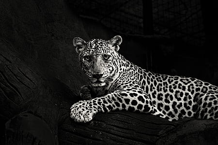 grayscale photography of leopard prone lying on bed thumbnail