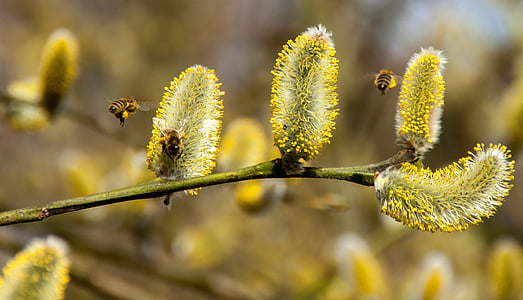 two bumblebees on plant thumbnail