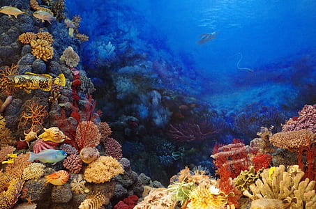 school of fish underwater photo thumbnail