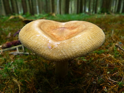 selective focus photography beige mushroom thumbnail