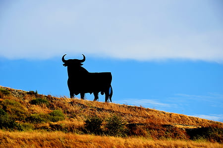 silhouette photography of animal looking at the sky thumbnail