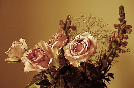 pink roses in close-up photography thumbnail