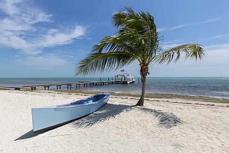 teal wooden boat near palm tree at shoreline photo thumbnail
