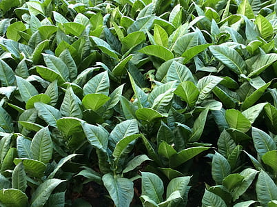 close-up photography of green plant thumbnail