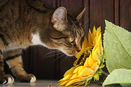 tabby cat smelling sunflower on floor thumbnail