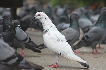 selective focus photography of flock of pigeons on pavement at daytime thumbnail