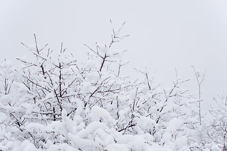 tree coated white snow thumbnail