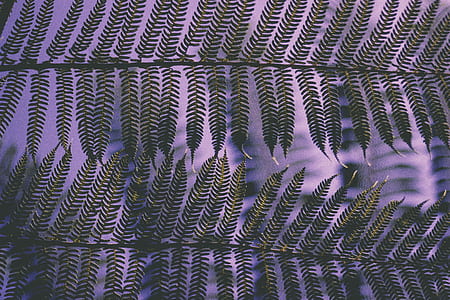 green leaf plant thumbnail