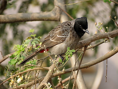 Brown Black Small Beak Bird on Brown Tree Branch during Daytime thumbnail